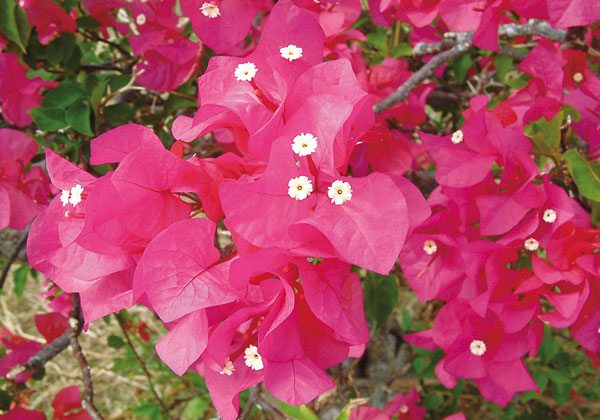 ブーゲンビレア