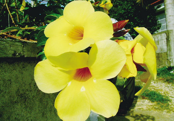 アリアケカズラ