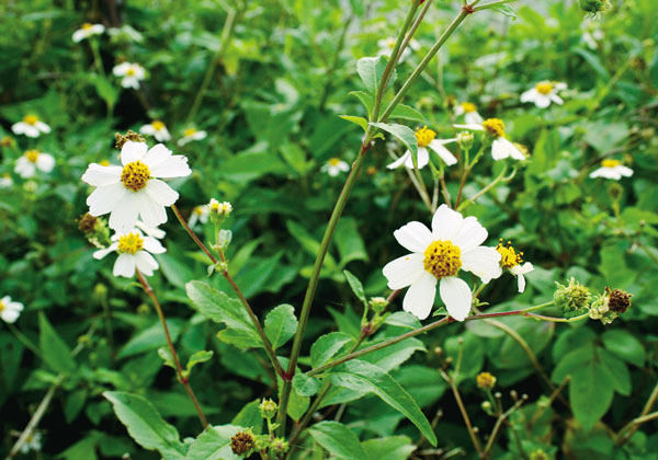 シロノセンダングサ