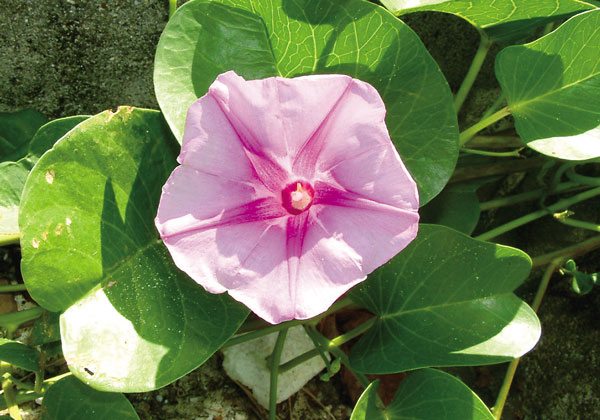 グンバイヒルガオ