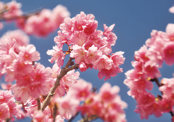 カンヒザクラ(ヒカンザクラ)